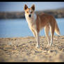 Beach Dog