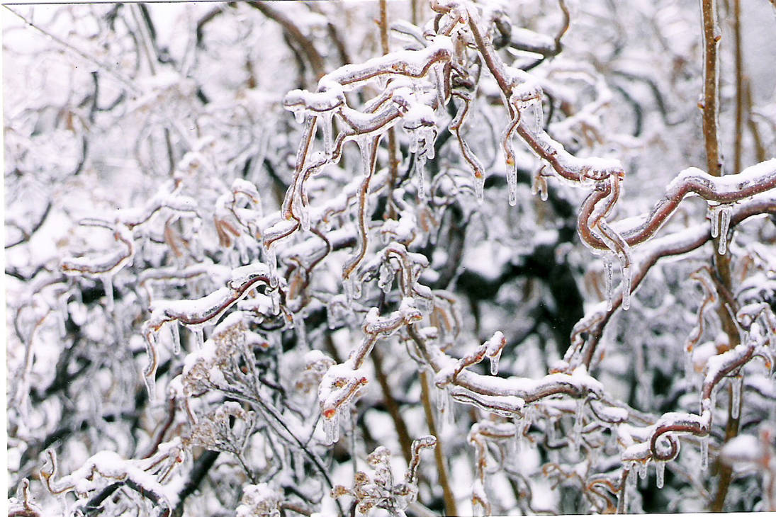 Spindly branches by xEvilEyedBunnyx on DeviantArt