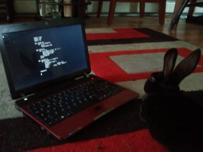 Explore the Best Houserabbit Art | DeviantArt