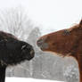 Horse Play in Snow