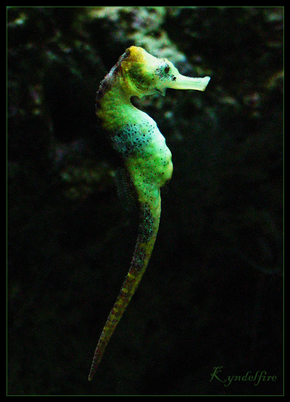 Seahorse