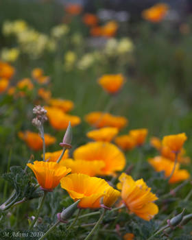 Wildflowers