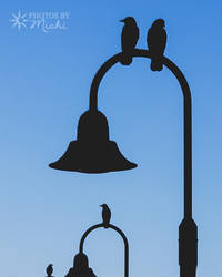 Crows on Lamp Posts