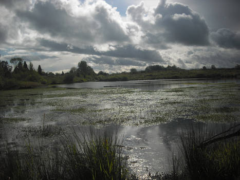 Golden Garden ponds