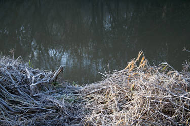 2008: Frozen Bank