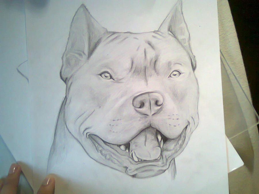 pitbull by petronelodinobrianna on