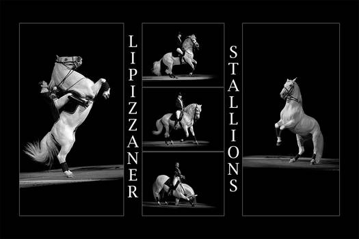 Lipizzaner Stallions