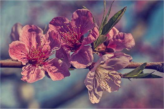 apple blossom