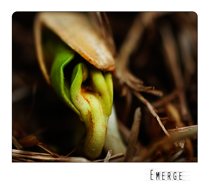 -emerge-