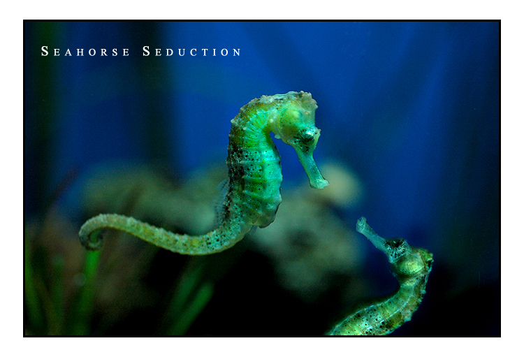 Seahorse Seduction