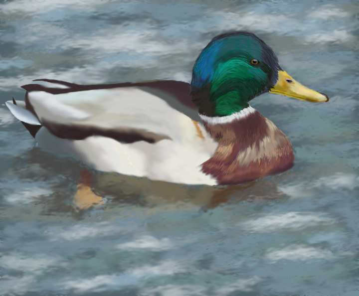 Mallard by rdf on DeviantArt
