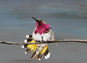 Winter Hummingbird