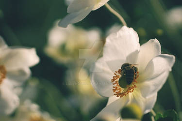 White flower with bee - lucky lunch break photo