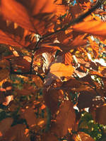 Autumn leaves