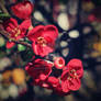 red tiny flowers... in a hedge!