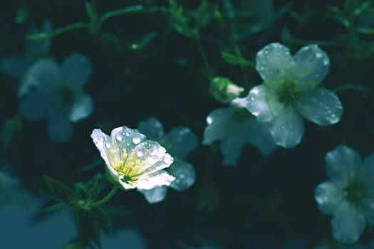 tiny white summer flower in the rain