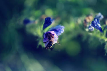 bee in a summer flower field