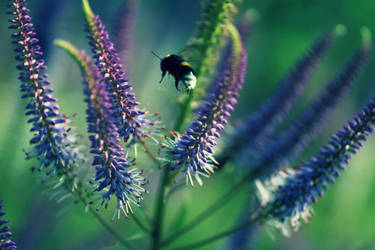 bumblebee is flying in a summer flower field