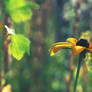 yellow summer flower