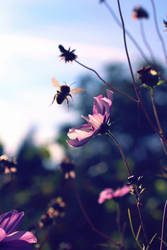 bumblebee flies to lasting summer flower...