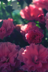between some carnations in the summer sun