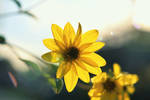 Just a yellow flower for peace in the sunlight by LadyNorris
