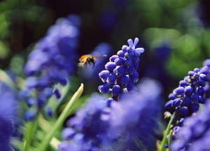 some purple spring flowers with bee for peace