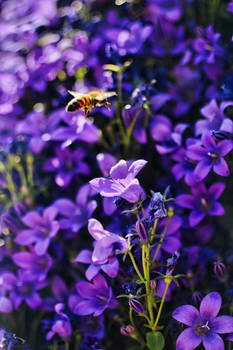 Only a cute bee flying to a purple flower