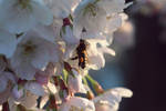 A little more sakura with bee at sunset - peace by LadyNorris