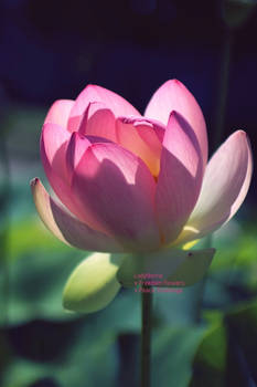 Pink lotus flower for peace x challenge