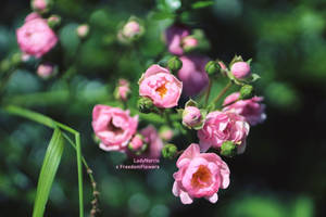 pink camellia for peace