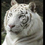 White tiger again