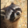 Flirting raccoon