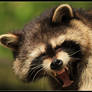 Yawning Coon