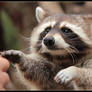 Comforting raccoon