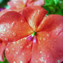 Flower after a downpour