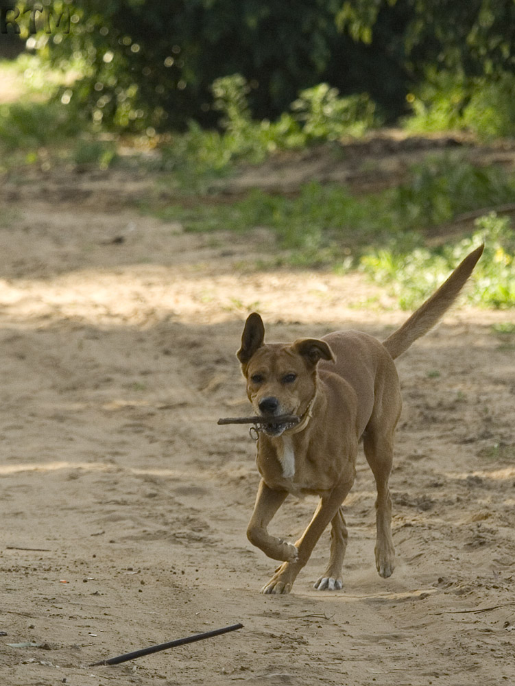 Running around2