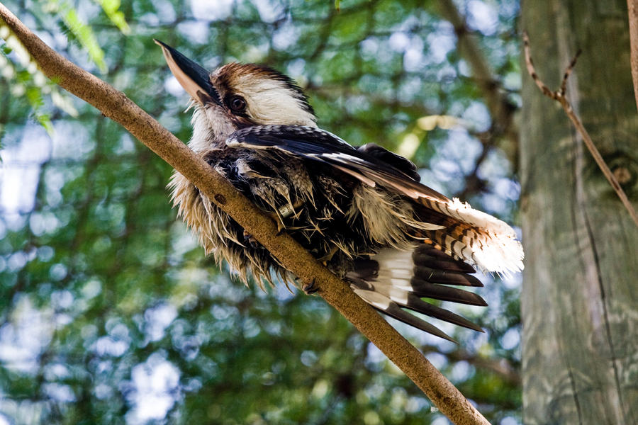 Sitting on a tree