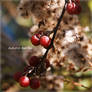 Autumn Berries