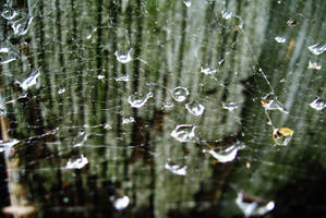 Spider's Raincatcher