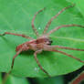 Male Nursery Spider