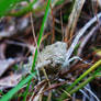 Stone-Faced Locust Grasshopper