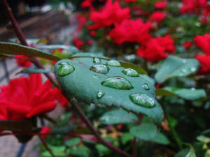 On a Silver Platter (With Roses)