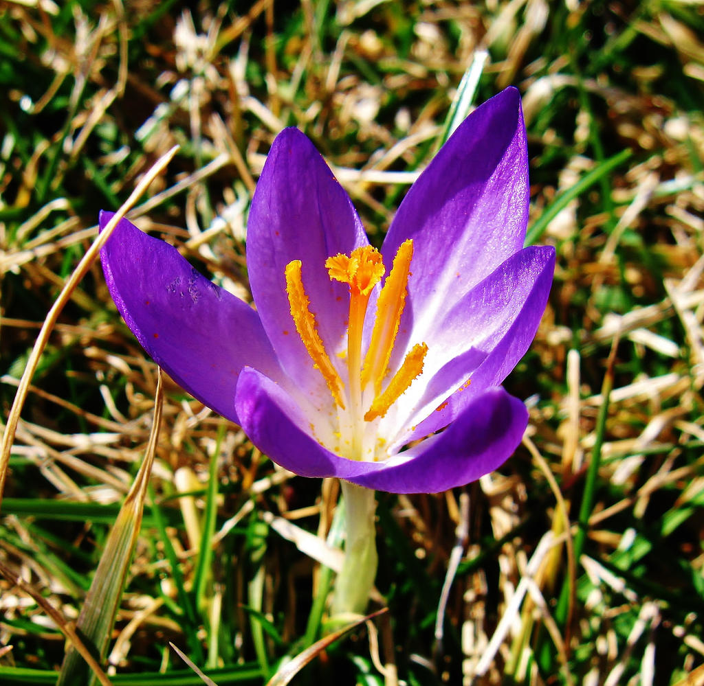 The First Crocus by SpiderMilkshake on DeviantArt