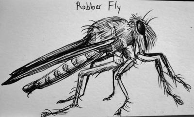 Fly Ink Draw Robber Fly--Pen Ink Study by SpiderMilkshake on DeviantArt