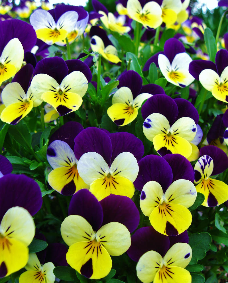 Pansy Background--Stock