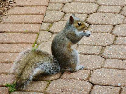 Gray Squirrel Nibbling--stock