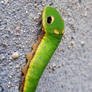 Spicebush caterpillar--stock 2