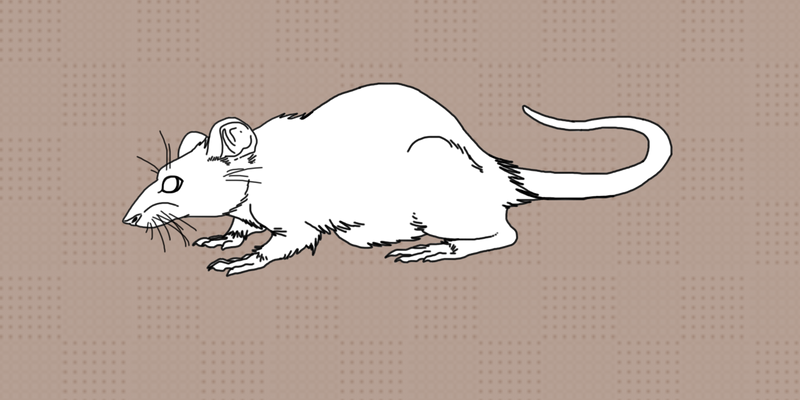 Free Rat Base by SpiderMilkshake on DeviantArt