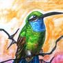 Large ACEO--Blue-Throated Hummingbird